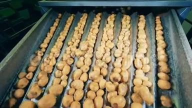 食品厂输送机在工厂输送机上分拣马铃薯